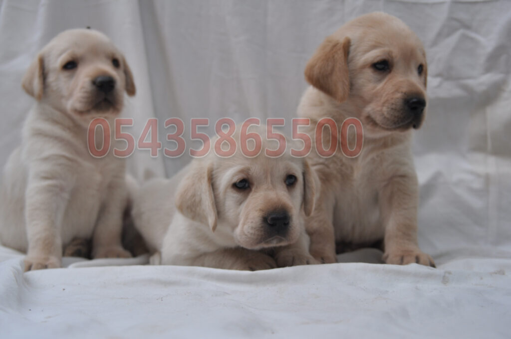 Satılık Labrador Retriever