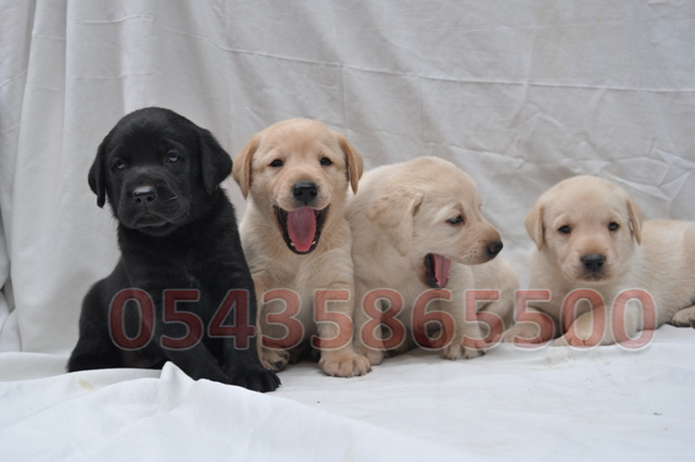 Yavru Labrador Retriever