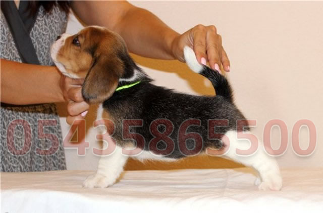 yavru beagle