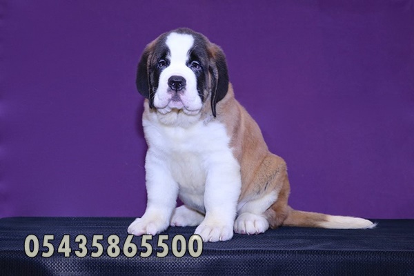 Saint Bernard