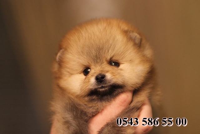 Satılık Pomeranian Boo