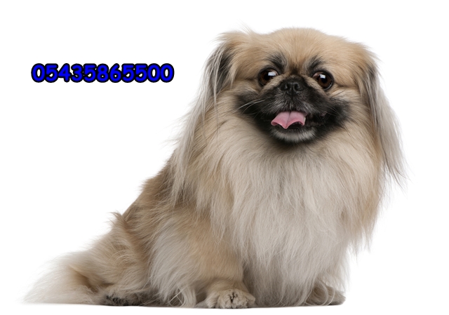 Pekingese