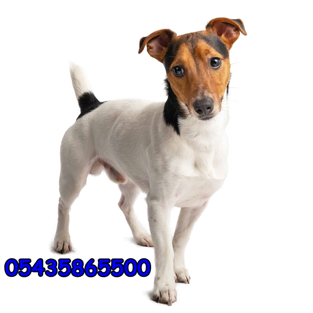 Jack Russell