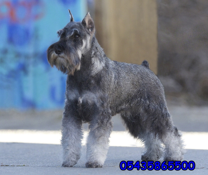 Minyatür Schnauzer