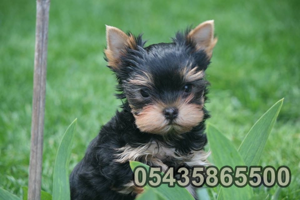 satılık safkan yorkshire terrier yavru