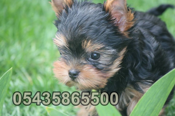 tea cup yorkshire terrier