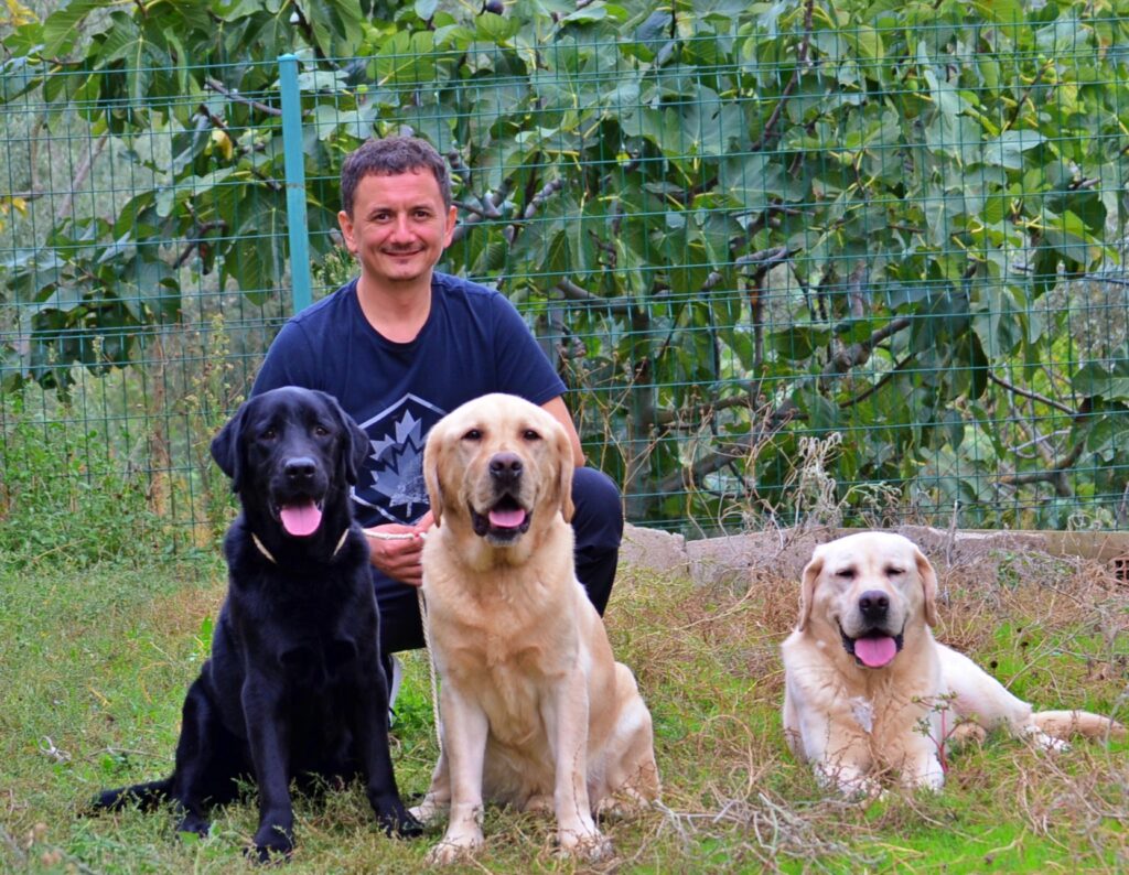 Basında Labrador Retriever