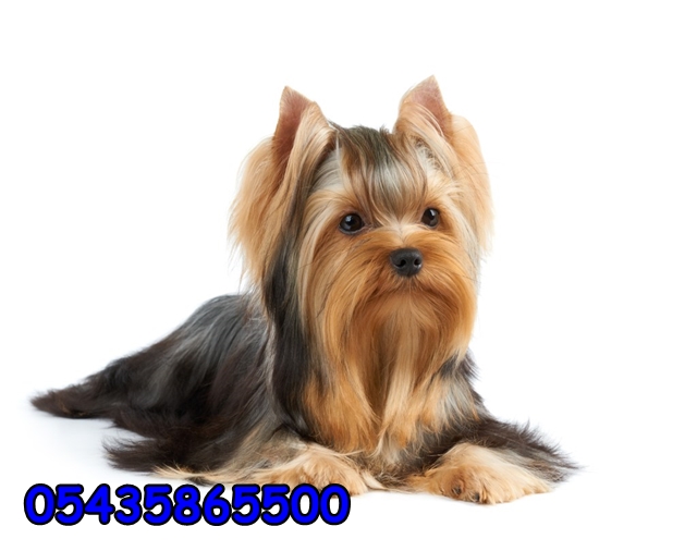 yorkshire terrier