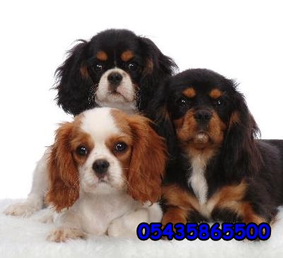 Cavalier king charles