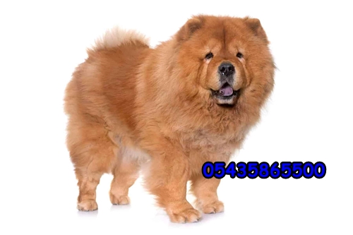 Chow Chow