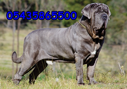 Neapolitan Mastiff