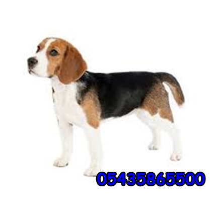 beagle