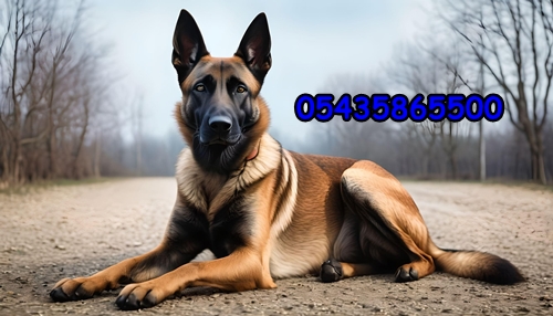 Belçika Malinois