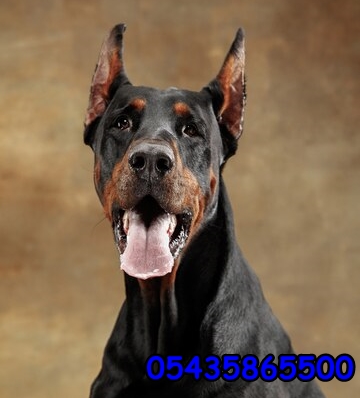 doberman