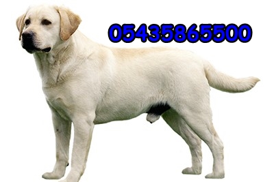 labrador retriever