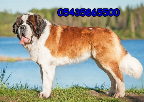 saint bernard