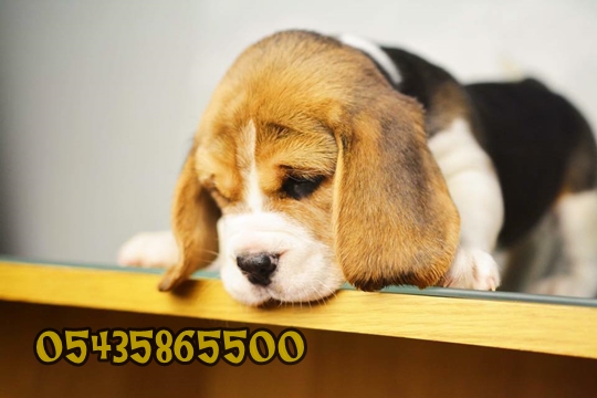 Satılık Beagle Yavru