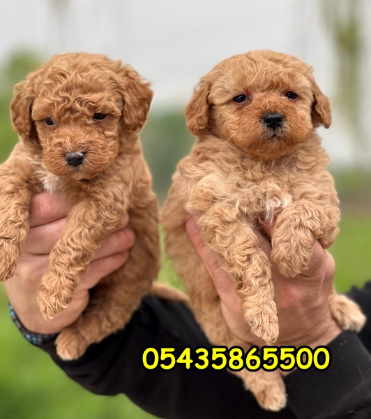 satılık poodle yavru satılık poodle yavru