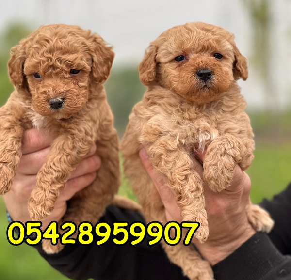 satılık poodle yavru