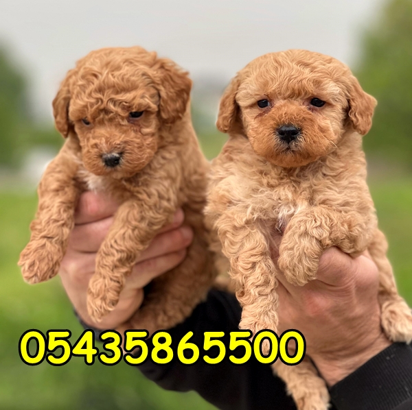 satılık toy poodle yavrular satılık toy poodle yavrular