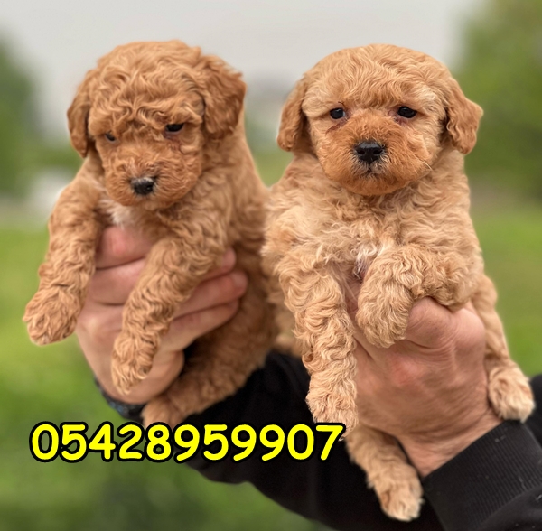 satılık toy poodle yavrular