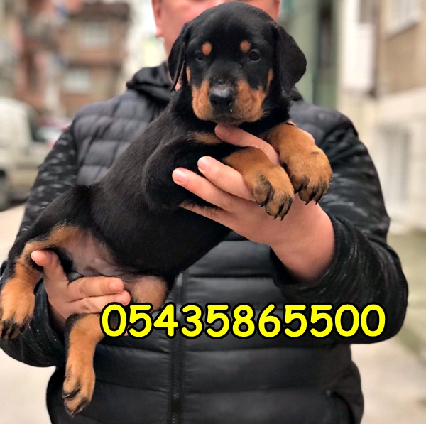 satılık doberman satılık doberman