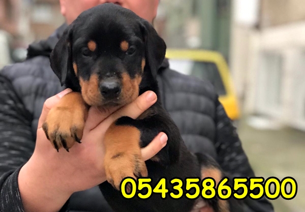 satılık doberman yavru satılık doberman yavru