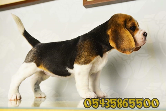 satılık beagle yavru satılık beagle yavru