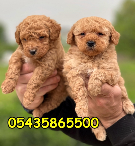 Satılık Toy Poodle Yavru
