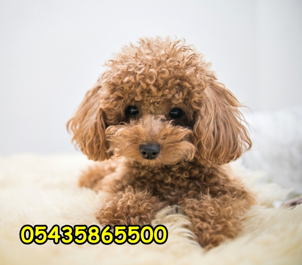 toy poodle