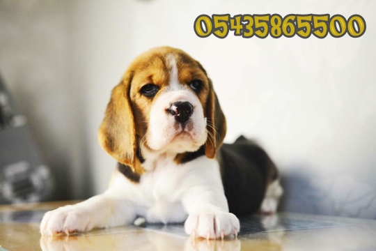 Beagle Yavru Fiyat Beagle Yavru Fiyat