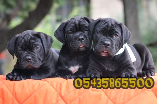 cane corso yavru satılık cane corso yavru satılık