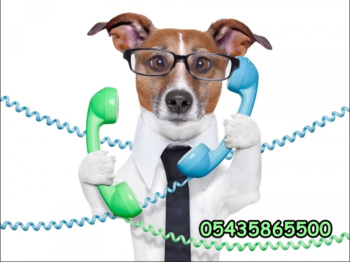 Köpek Çifliği