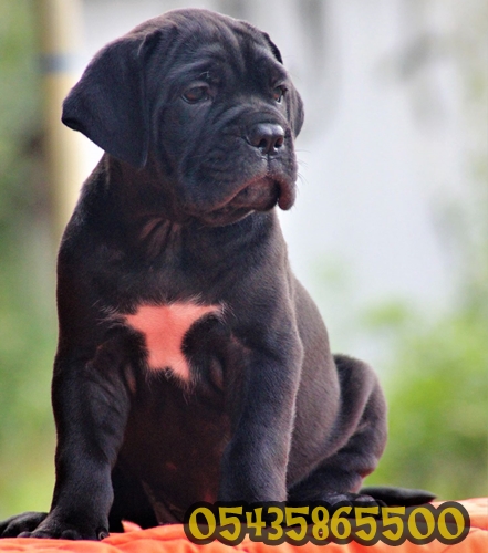 Satılık Cane Corso Satılık Cane Corso