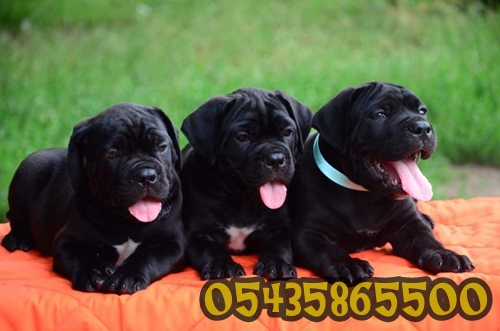 Satılık Cane Corso