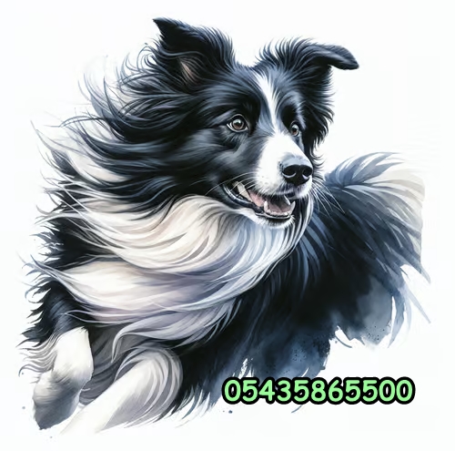 border collie