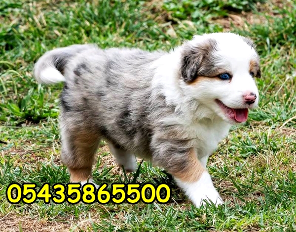 Satılık Border Collie Yavru