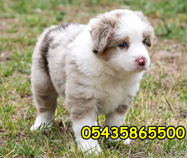 merle border collie yavru