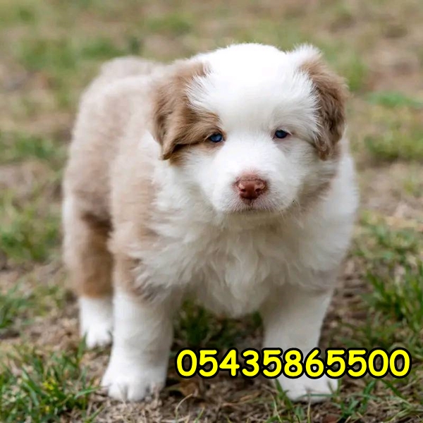 sarı beyaz border collie sarı beyaz border collie