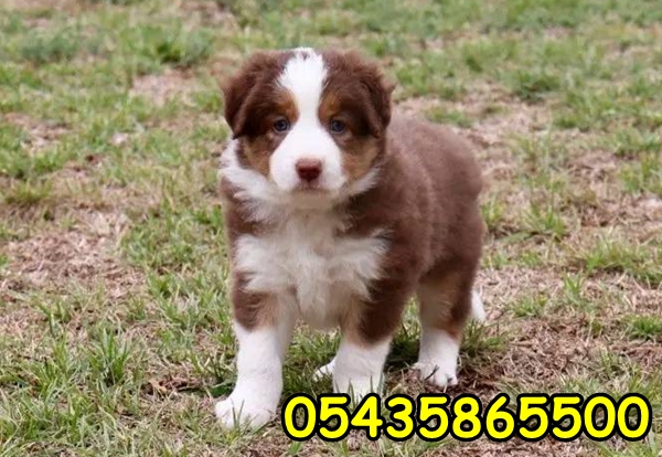 satılık kahve beyaz border collie satılık kahve beyaz border collie