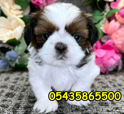 satılık shih tzu yavru