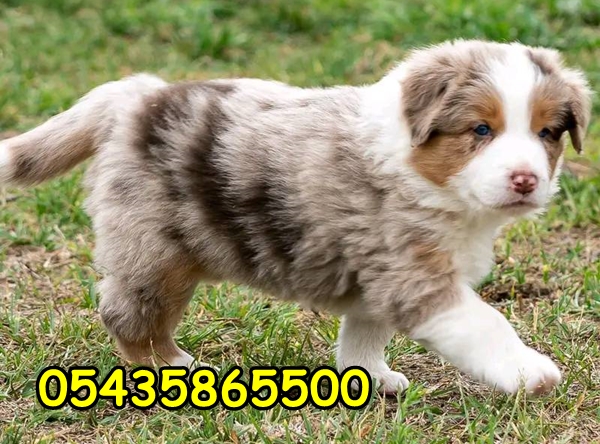 satılık yavru border collie satılık yavru border collie