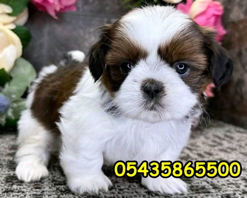 shih-tzu yavru