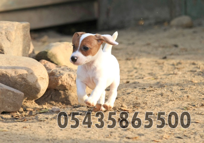 Jack Russell Yavruları Jack Russell Yavruları
