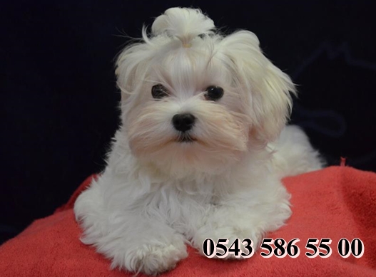 maltese terrier yavruları maltese terrier yavruları
