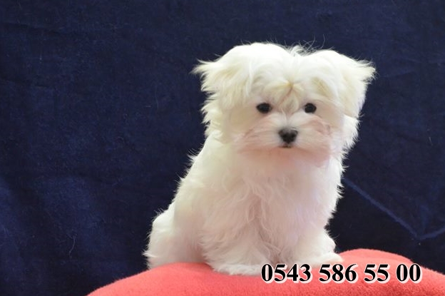 Satılık Maltese Terrier Yavru