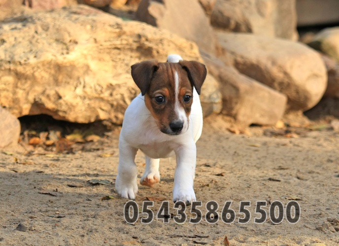 Satılık Jack Russell Yavruları Satılık Jack Russell Yavruları