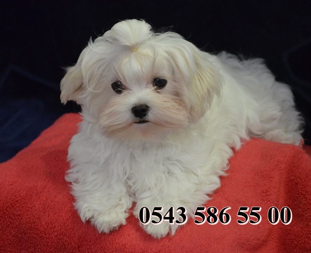 satılık maltese terrier satılık maltese terrier