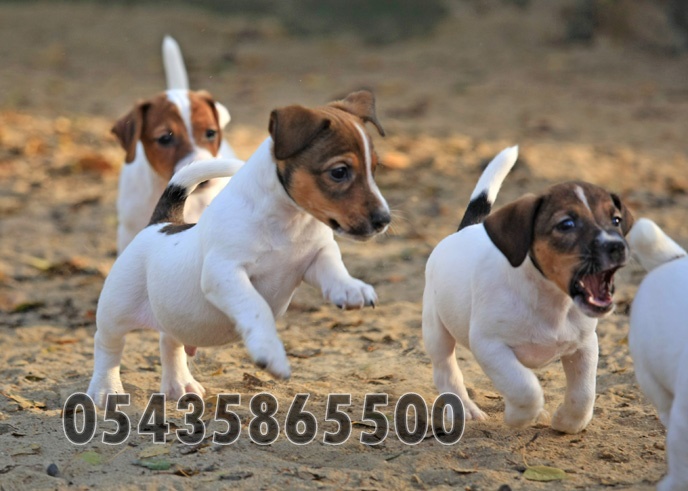 Satılık yavru jack russell Satılık yavru jack russell