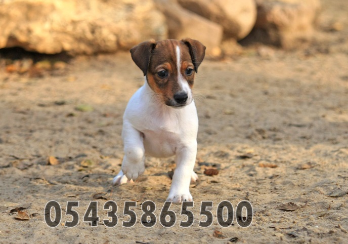 Satılık Jack Russell Yavruları